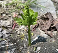 lanceleaf moonwort thumbnail 4