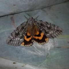 Habilis Underwing thumbnail 2
