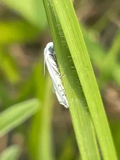 Hystrichophora vestaliana thumbnail 4