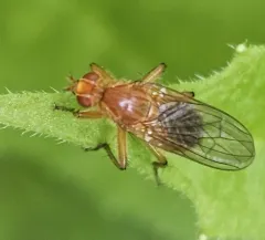 Scathophaga nigrolimbata thumbnail 2
