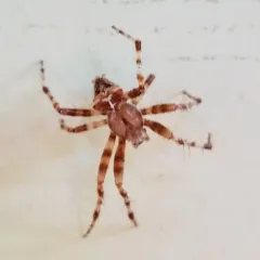 Cat-faced Orbweaver thumbnail 2