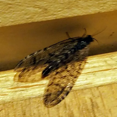 Polystoechotes punctata