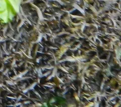 Lawn alga thumbnail 3