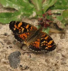 Tawny Crescent thumbnail 3