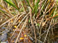 Swamp beacon thumbnail 1