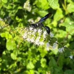 Isodontia philadelphica thumbnail 1