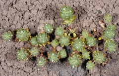 profuse-flowered pogogyne thumbnail 2