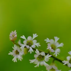Three-toothed Mitrewort thumbnail 3