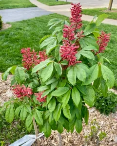 Red Buckeye thumbnail 4