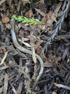 California Slender Salamander thumbnail 4