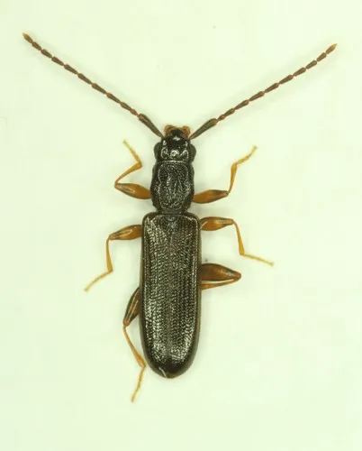 Swan Silvan Flat Bark Beetle