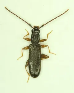 Swan Silvan Flat Bark Beetle thumbnail 1