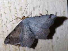 Bicolored Angle thumbnail 2