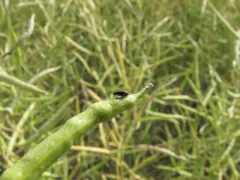Phyllotreta cruciferae thumbnail 2