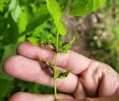 Ash Petiole Gall Midge thumbnail 4