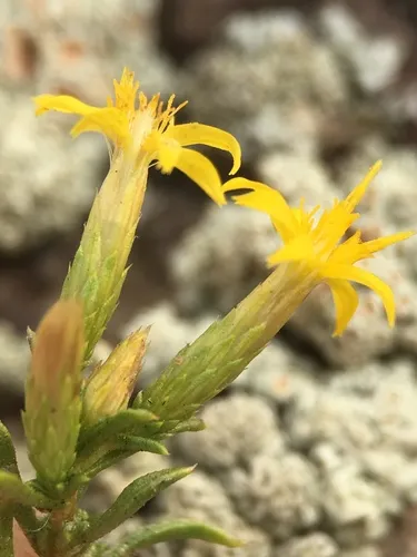 dwarf goldenbush