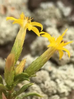 dwarf goldenbush thumbnail 1