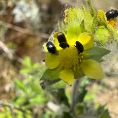 Cryptorhopalum apicale thumbnail 4