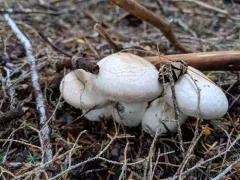 Cortinarius alboglobosus thumbnail 1