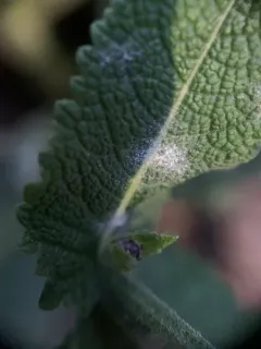 Golovinomyces salviae thumbnail 2