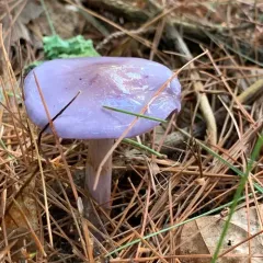Viscid Violet Cort thumbnail 3