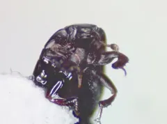 Paromalus mancus thumbnail 3