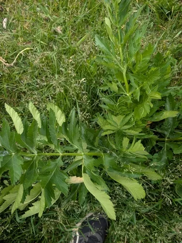 Celery