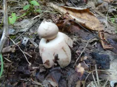Rosy Earthstar thumbnail 4