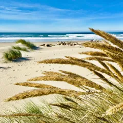 European marram grass thumbnail 4