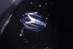 Hormiphora californensis thumbnail 2