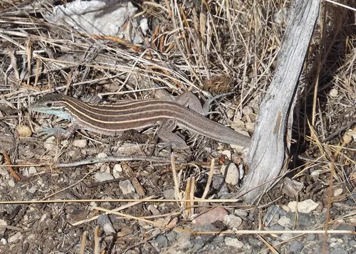 Plateau Striped Whiptail