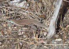 Plateau Striped Whiptail thumbnail 1