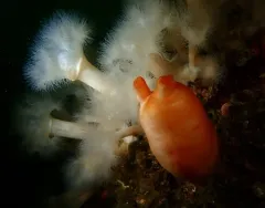 Pacific Sea Peach thumbnail 4