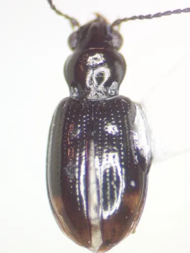 Concrete Bembidion Beetle