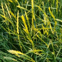 Perennial Ryegrass thumbnail 4