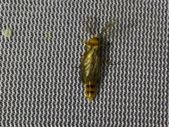 Plumose Glowworm Beetle thumbnail 3