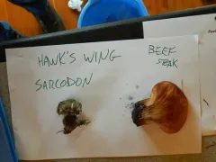 Beefsteak Polypore thumbnail 3