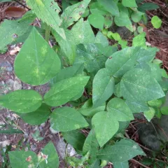 American hog-peanut thumbnail 4