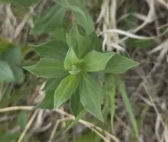 Ground Goldenrod thumbnail 3