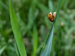 Dinocampus coccinellae paralysis virus thumbnail 2