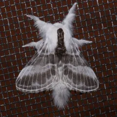 Large Tolype Moth thumbnail 2