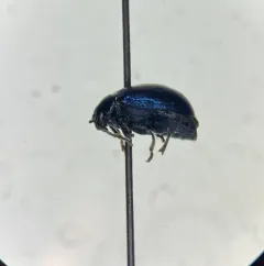 Alder Leaf Beetle thumbnail 3