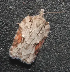 Acleris ptychogrammos thumbnail 4