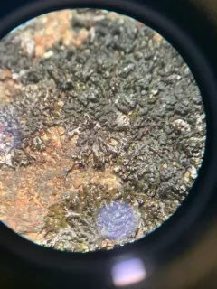 Mealy Camouflage Lichen thumbnail 2