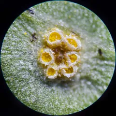 Violet Rust thumbnail 4