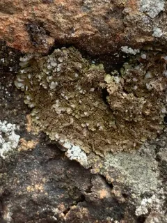 Smoked Camouflage Lichen thumbnail 2