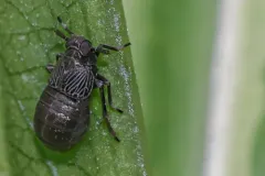 Pissonotus brunneus thumbnail 4