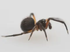 Dipoena nigra thumbnail 3