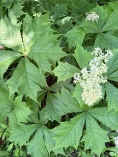 Japanese rodgersia thumbnail 2