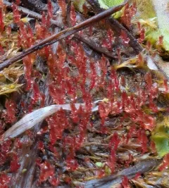 Weigel's Bryum Moss thumbnail 2